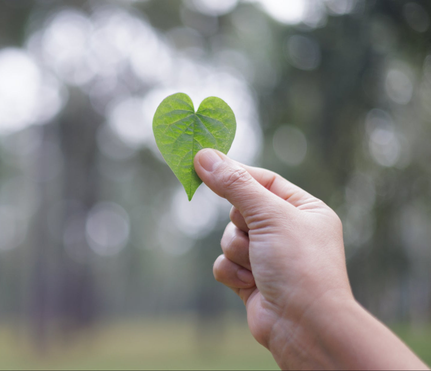 hand som håller i ett ensamt blad. I bakgrunden skymtar träd.